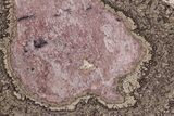 Polished, Cretaceous, Oncolite Stromatolite Fossil - Mexico #231389-1